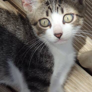Chat alors…