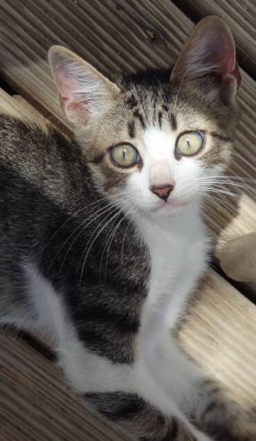 Chat alors…